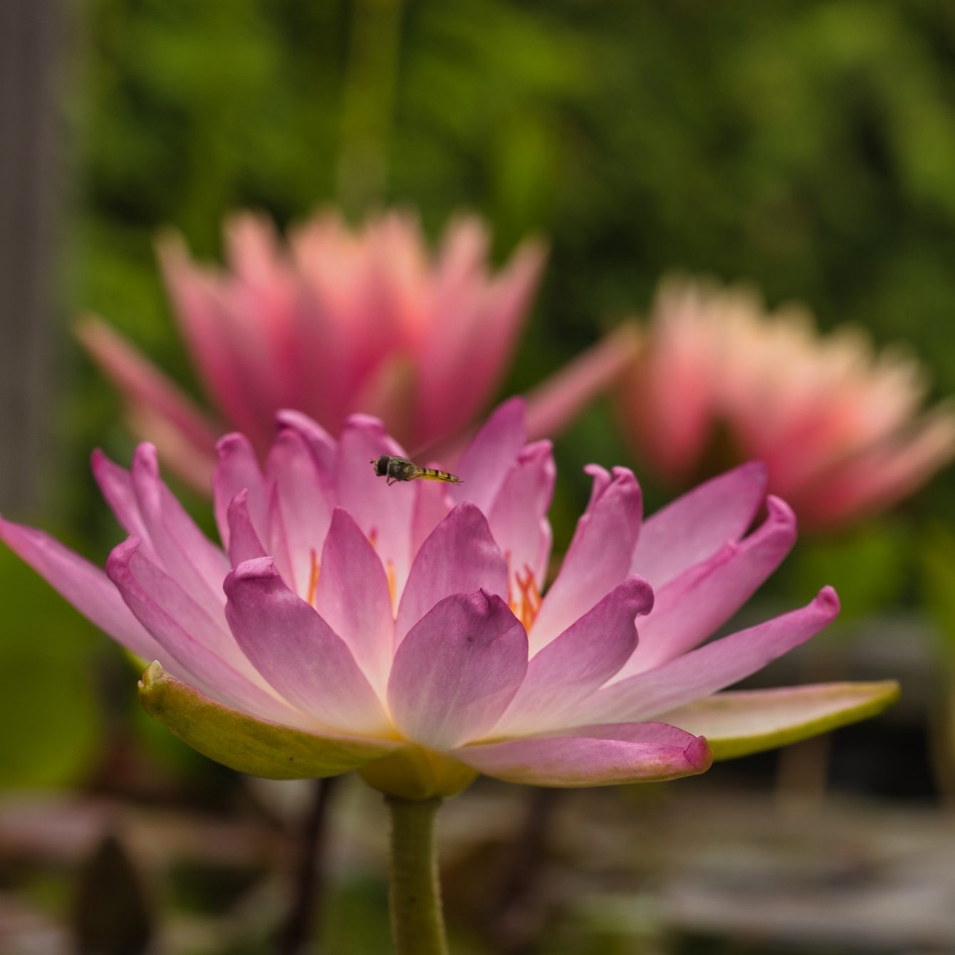 Nymphaea ``Pink Dragonfly``